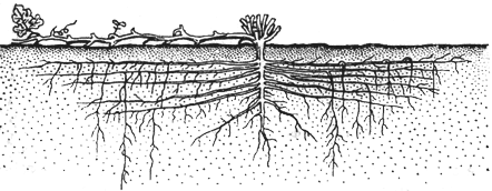 Развитие корневой системы арбуза в период плодоношения <br /> (По С. И. тиковым) 