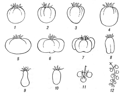 Форма плодов помидора