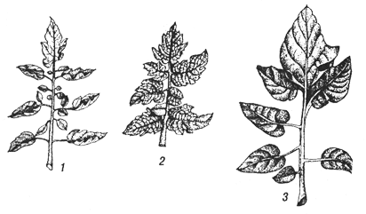 Типы листкив